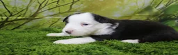 Miniature Australian Shepherd dogs for sale: Ellis - Ad 2