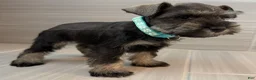 Miniature Schnauzer dogs for sale: Trixie - Ad 3
