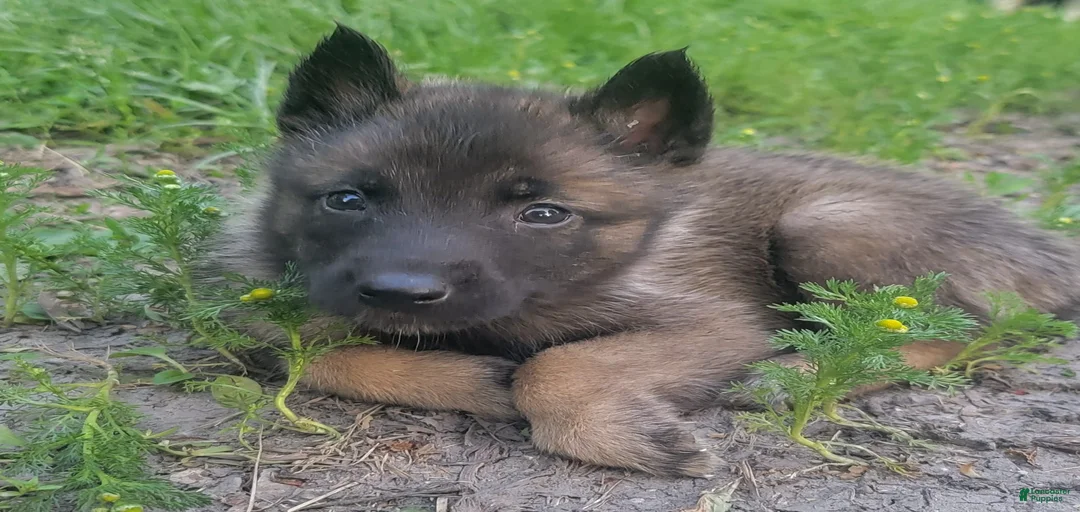 Gallery Image {{count}}