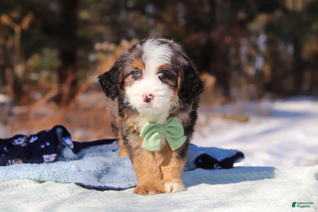 Mini Bernedoodle dogs for sale: Enzo - Ad 5