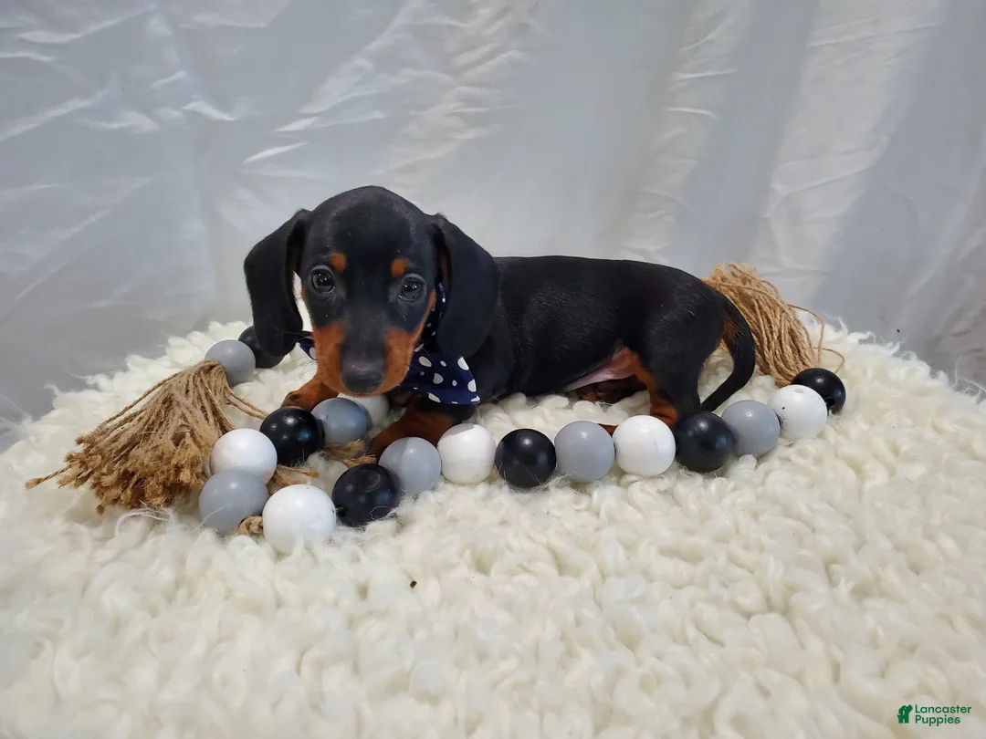 Miniature Dachshund dogs for sale: Andrew - Ad 1