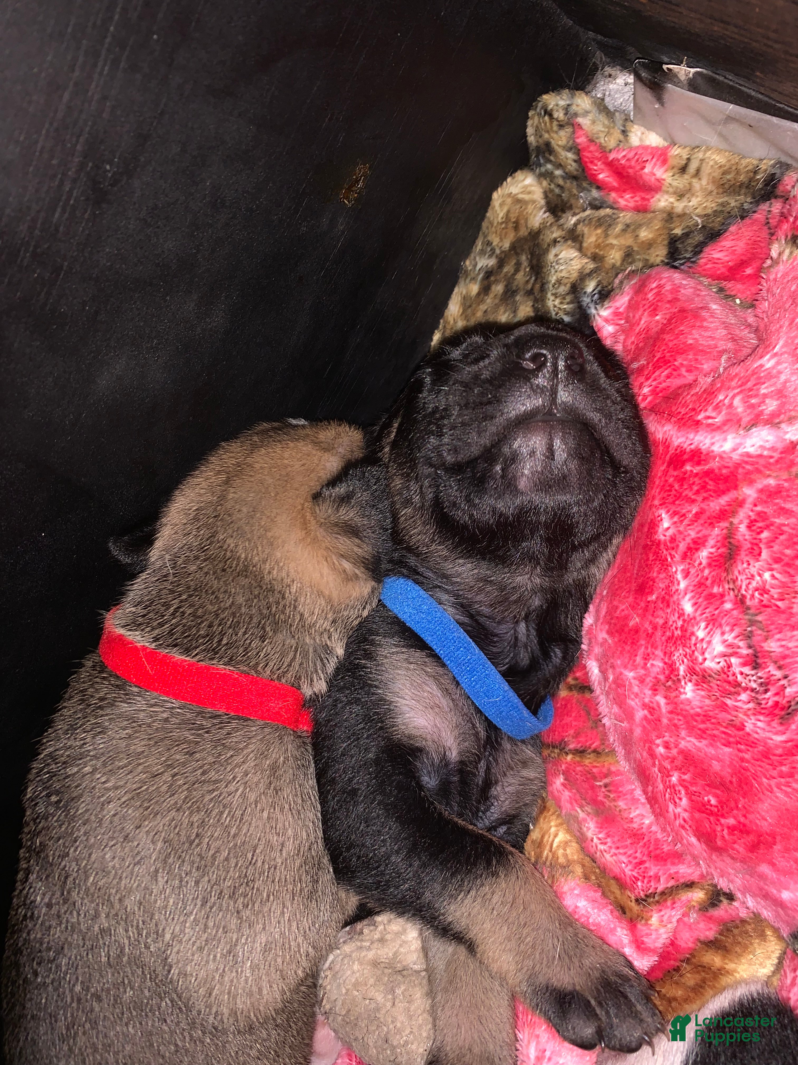 Mixed Breed dogs Mixed Breed Puppy 5 dark blue - Ad 7