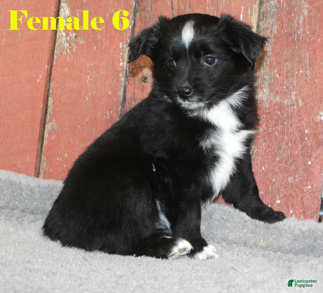 Miniature Australian Shepherd dogs for sale: Miniature Australian Shepherd Puppy 7 - Ad 2