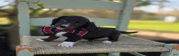 Miniature Dachshund dogs for sale: Mark - Ad 2
