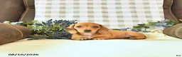 Miniature Dachshund dogs for sale: Hunter - Ad 3