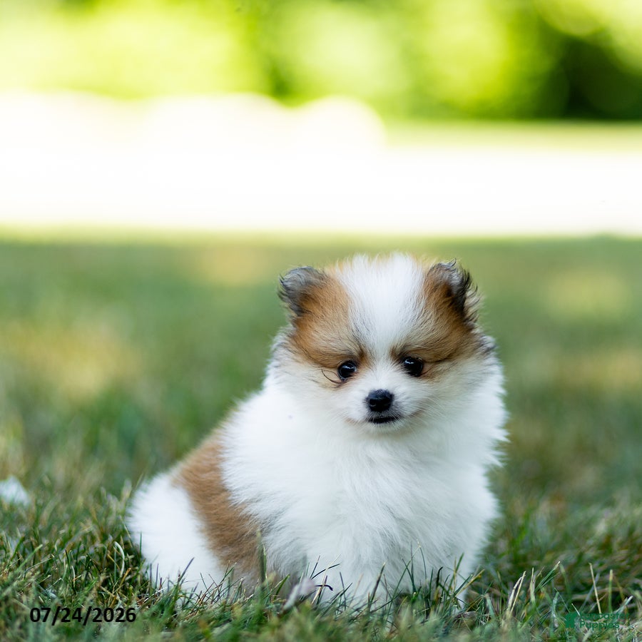 Pomeranian dogs Billy - Ad 1