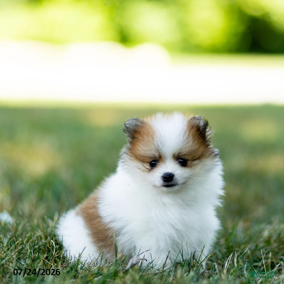 Pomeranian dogs for sale: Billy - Ad 1