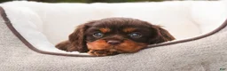 Cavalier King Charles Spaniel dogs for sale: Penelope Cavalier King Charles Spaniel  - Ad 3