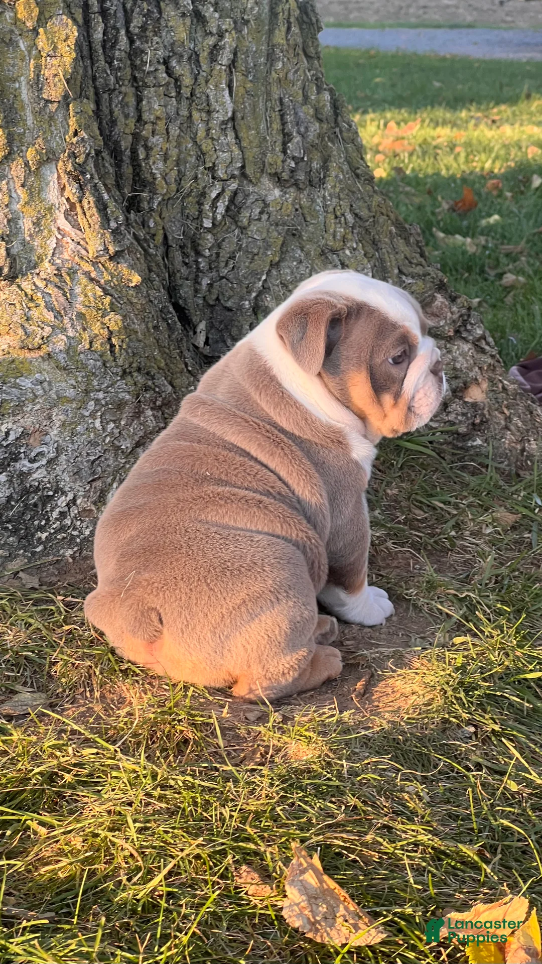 English Bulldog dogs for sale: Ginger Bee - Ad 2