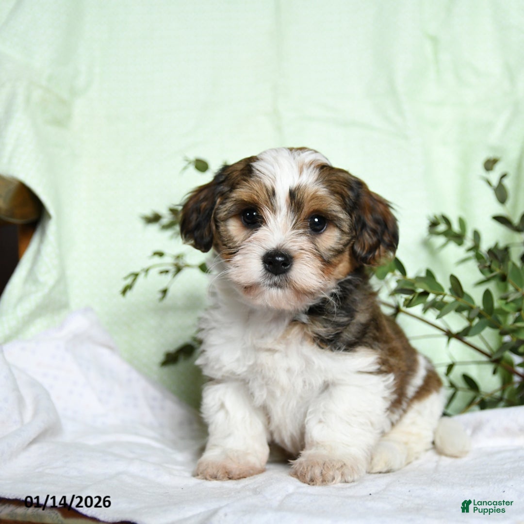 Mixed Breed dogs for sale: Oak - Ad 3