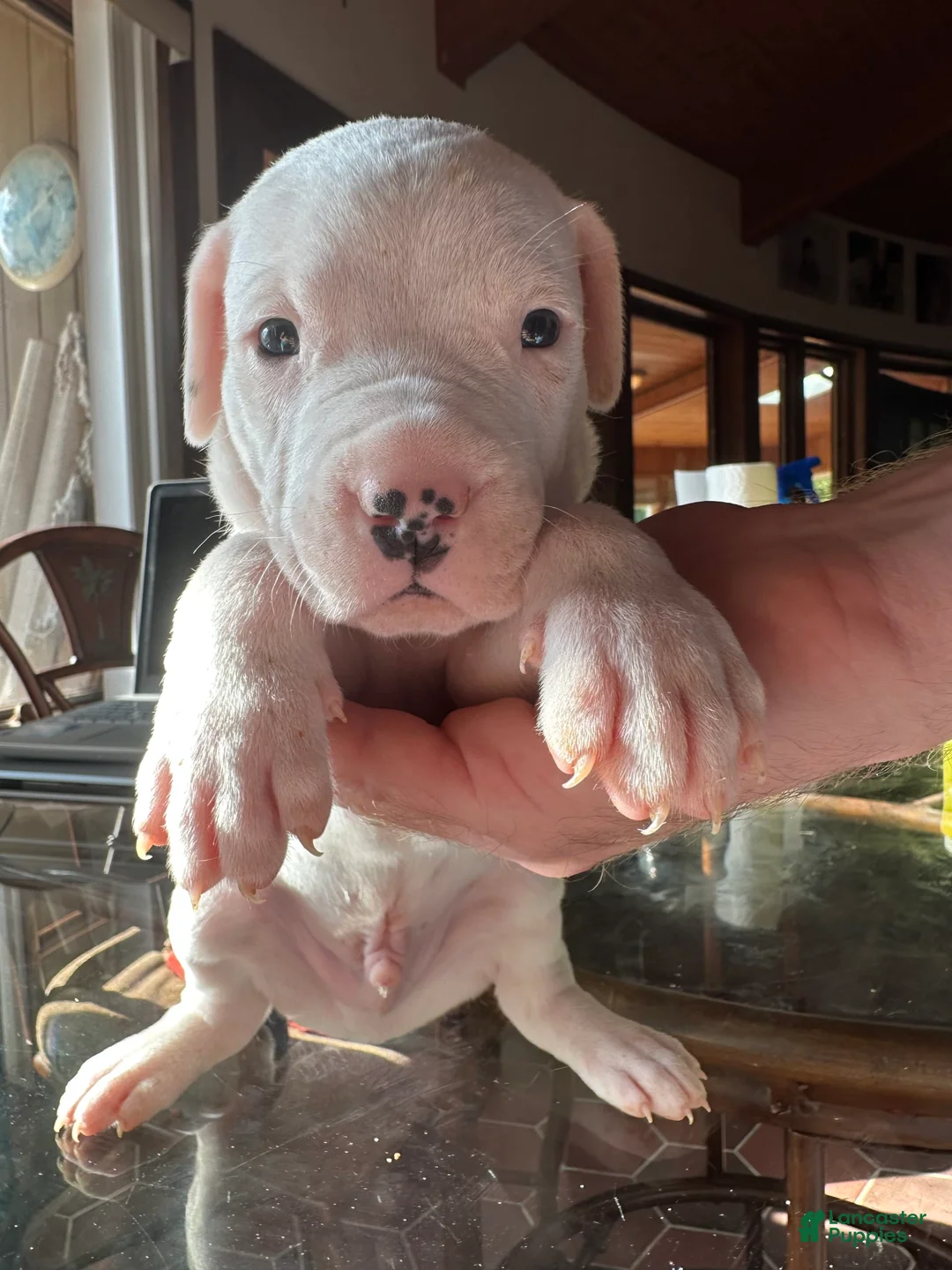 Gallery Image {{count}}