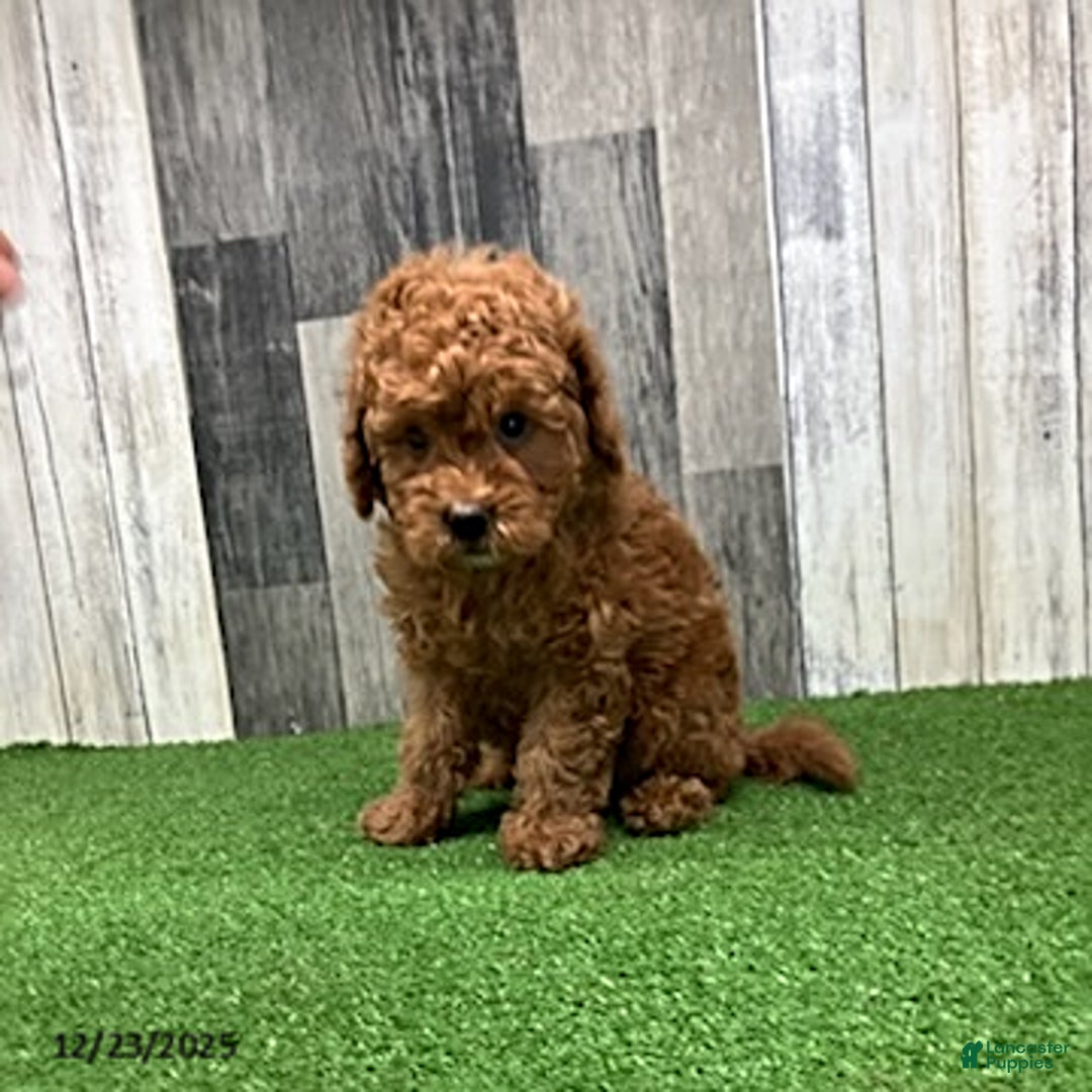 Mini Goldendoodle dogs for sale: Keith - Ad 2
