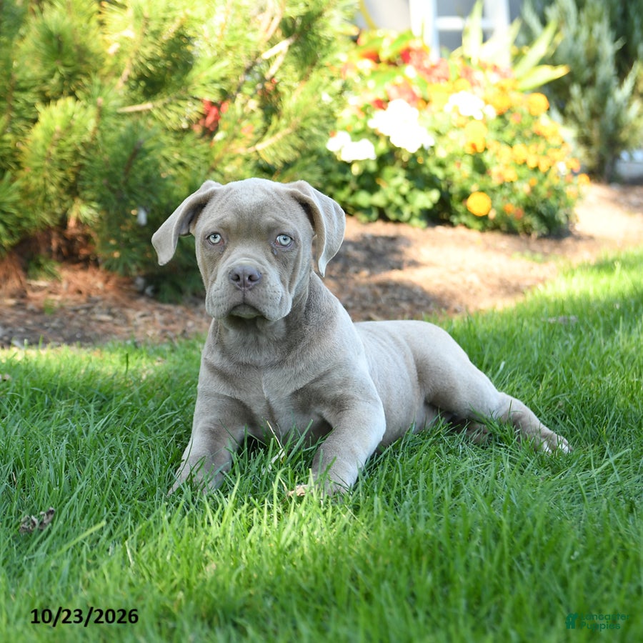 Cane Corso dogs for sale: Daisy  - Ad 2