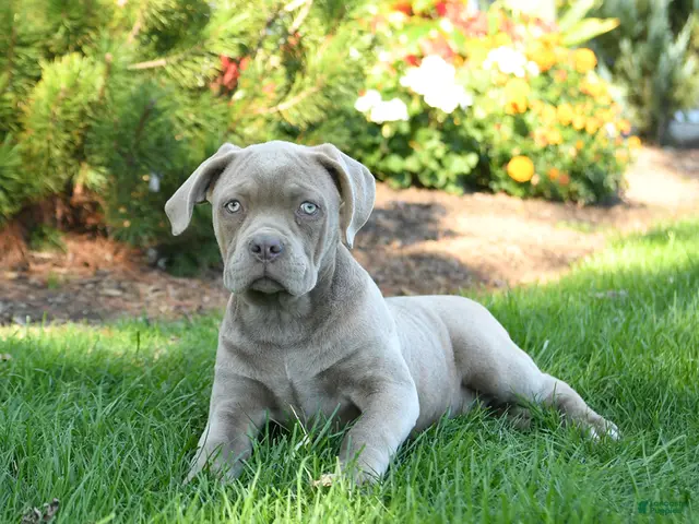 Cane Corso dogs for sale: Daisy - Ad 2