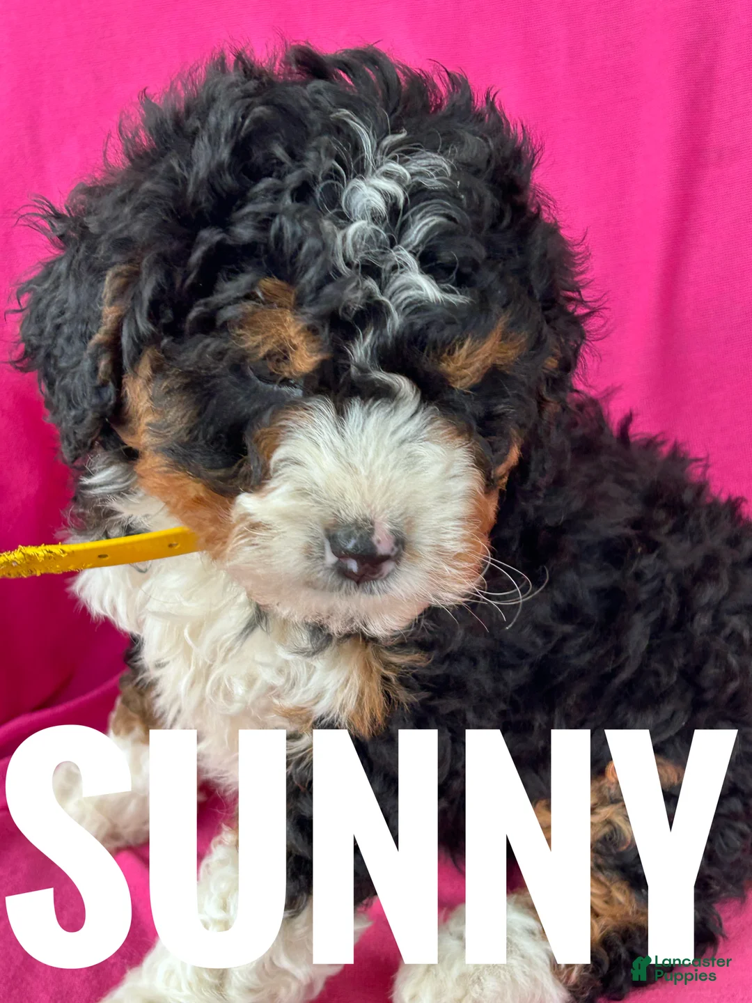 Mini Bernedoodle dogs for sale: SUNNY - Ad 1