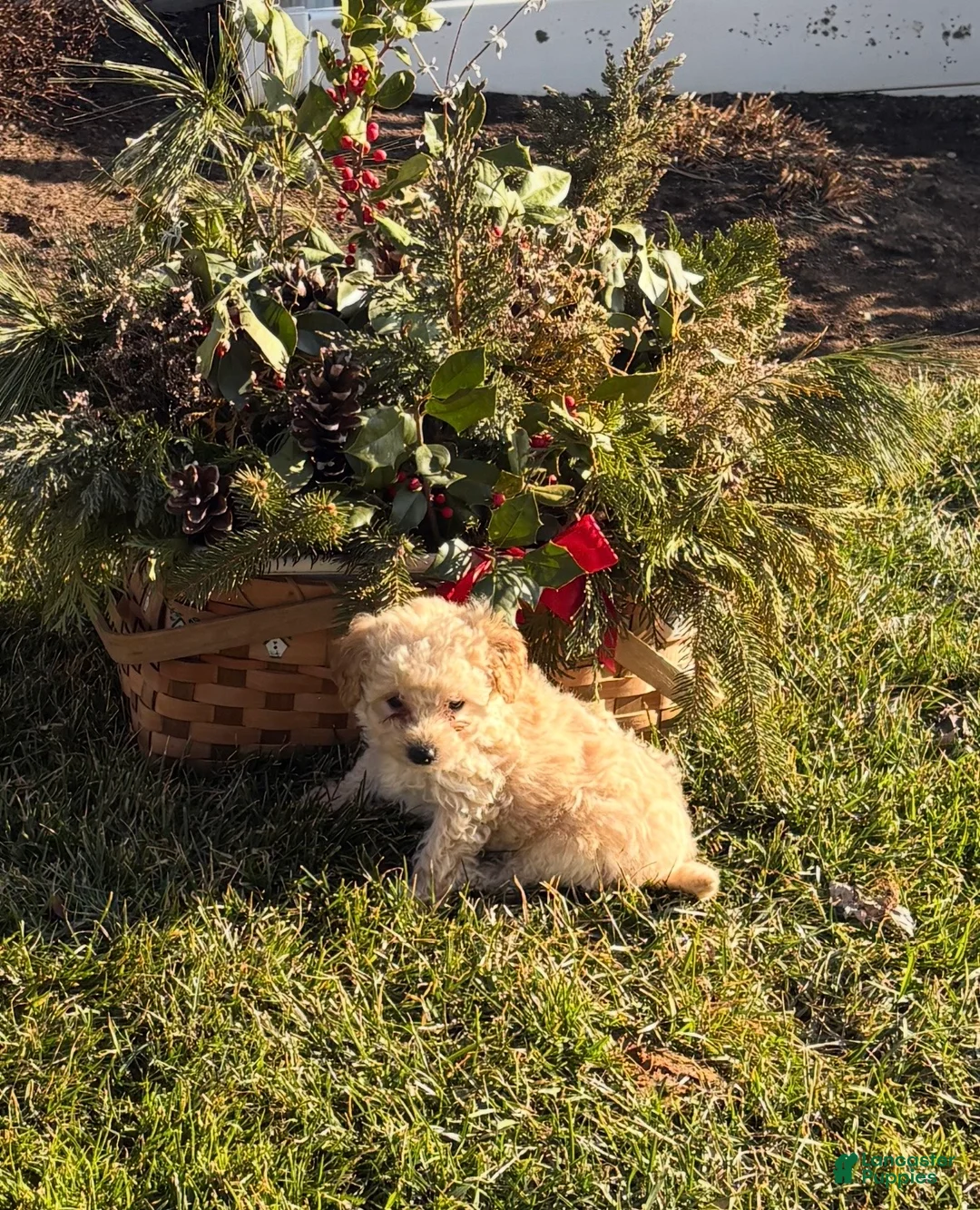 Toy Poodle dogs for sale: Timmy - Ad 1