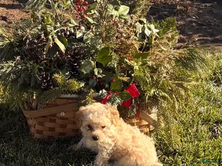 Toy Poodle dogs Timmy - Ad 20