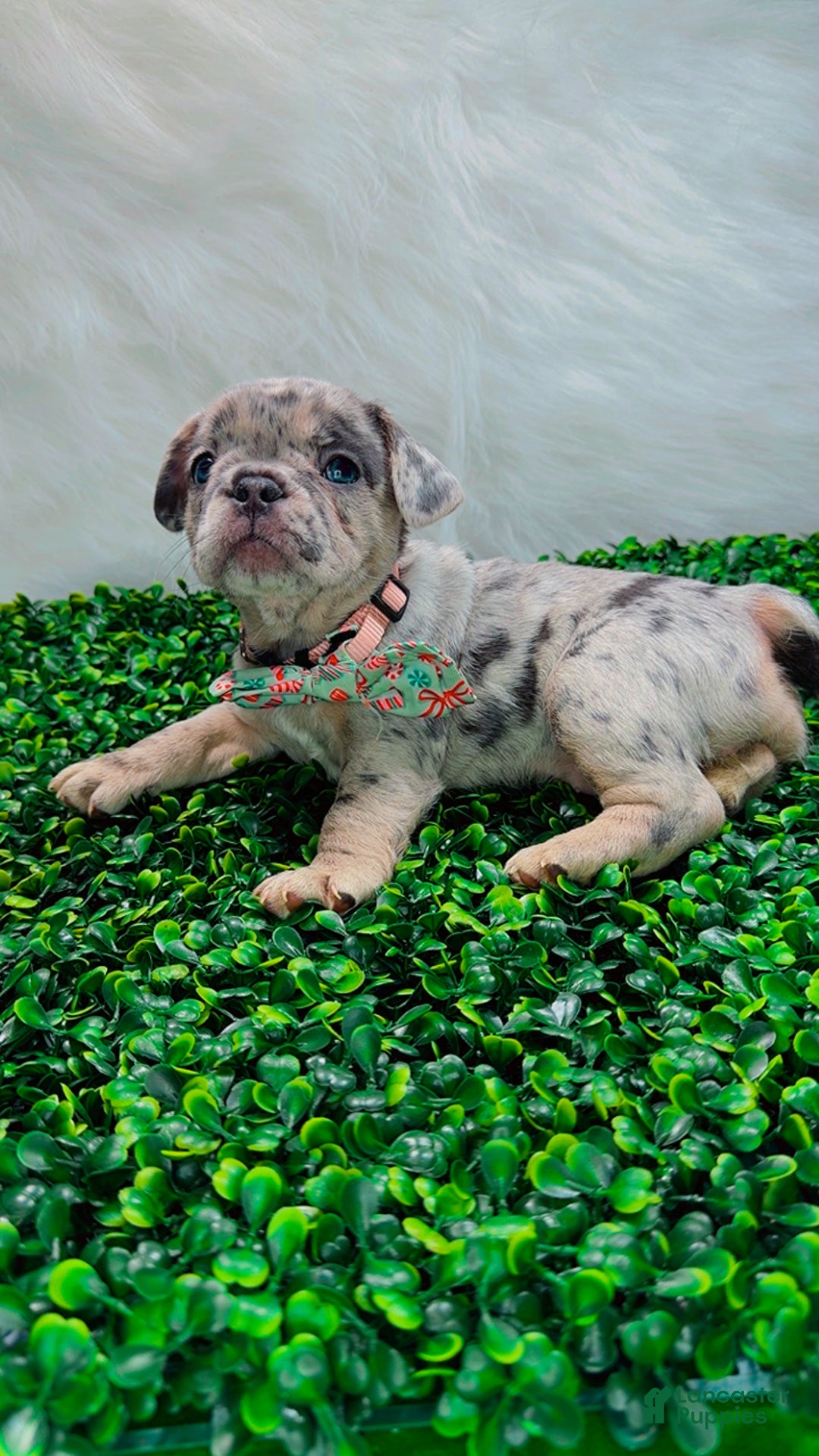 French Bulldog dogs for sale: TIFFANY - Ad 4