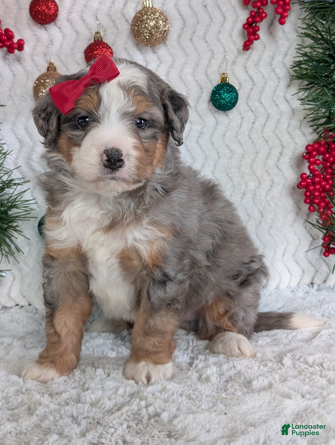 Mini Bernedoodle dogs for sale: Mini Bodie - Ad 11