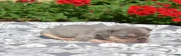 French Bulldog dogs for sale: Ricotta - Ad 6