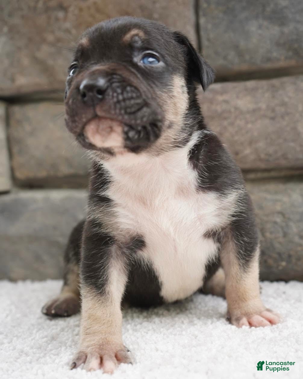 American Bully dogs Boy 3 - Ad 10