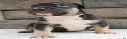 American Bully dogs for sale: Boy 3 - Ad 1