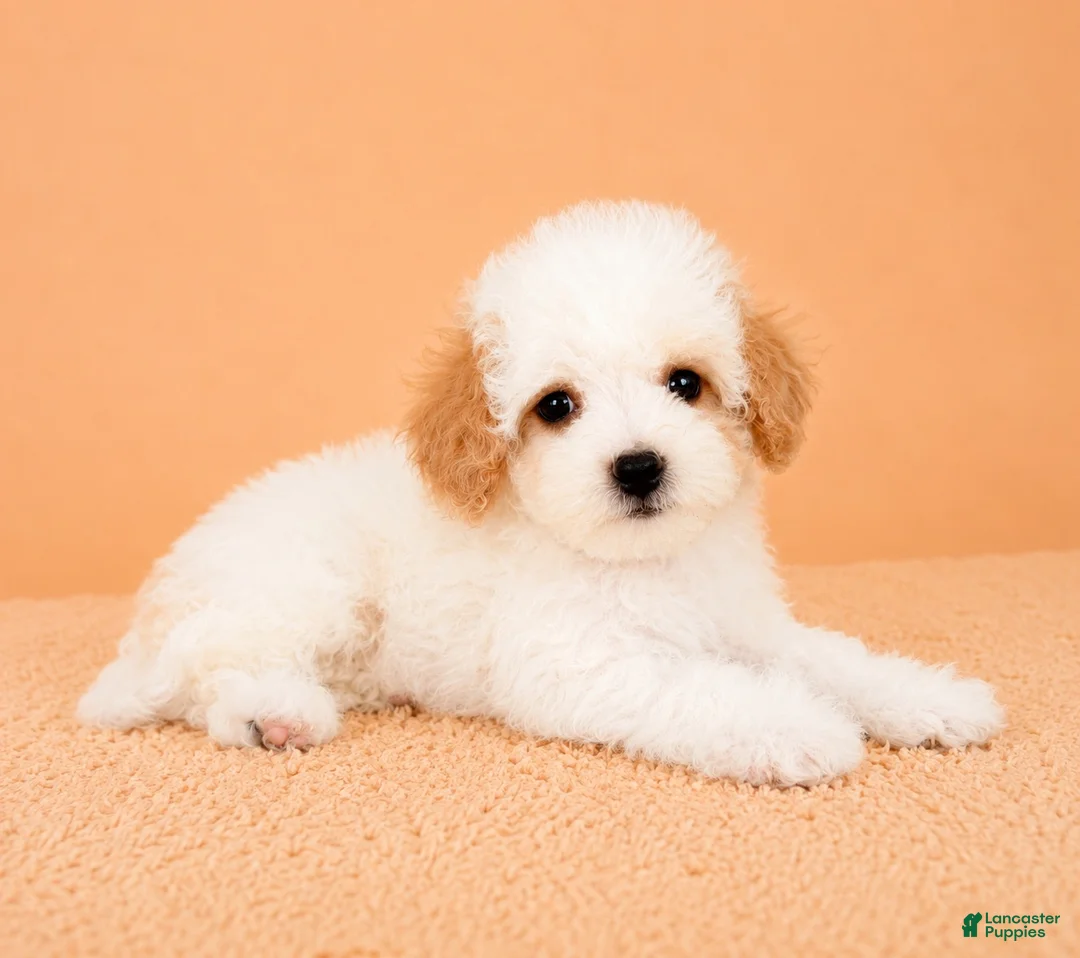 Cavapoo dogs for sale: Peaches - Ad 2