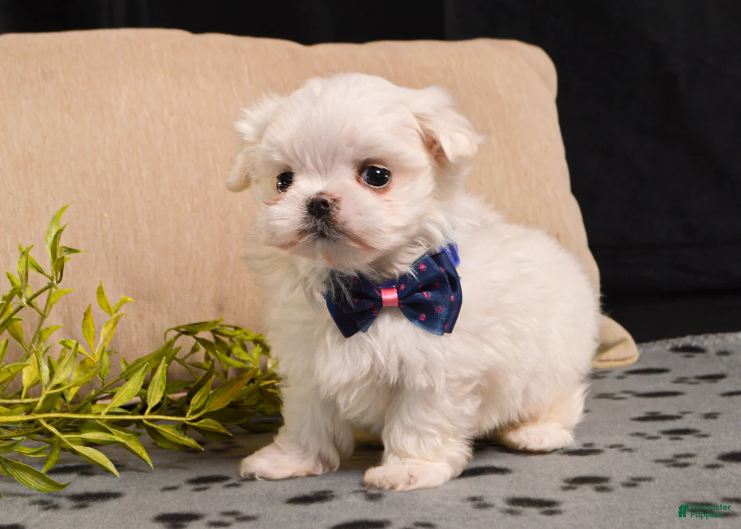 Maltese dogs for sale: Fluffy - Ad 5
