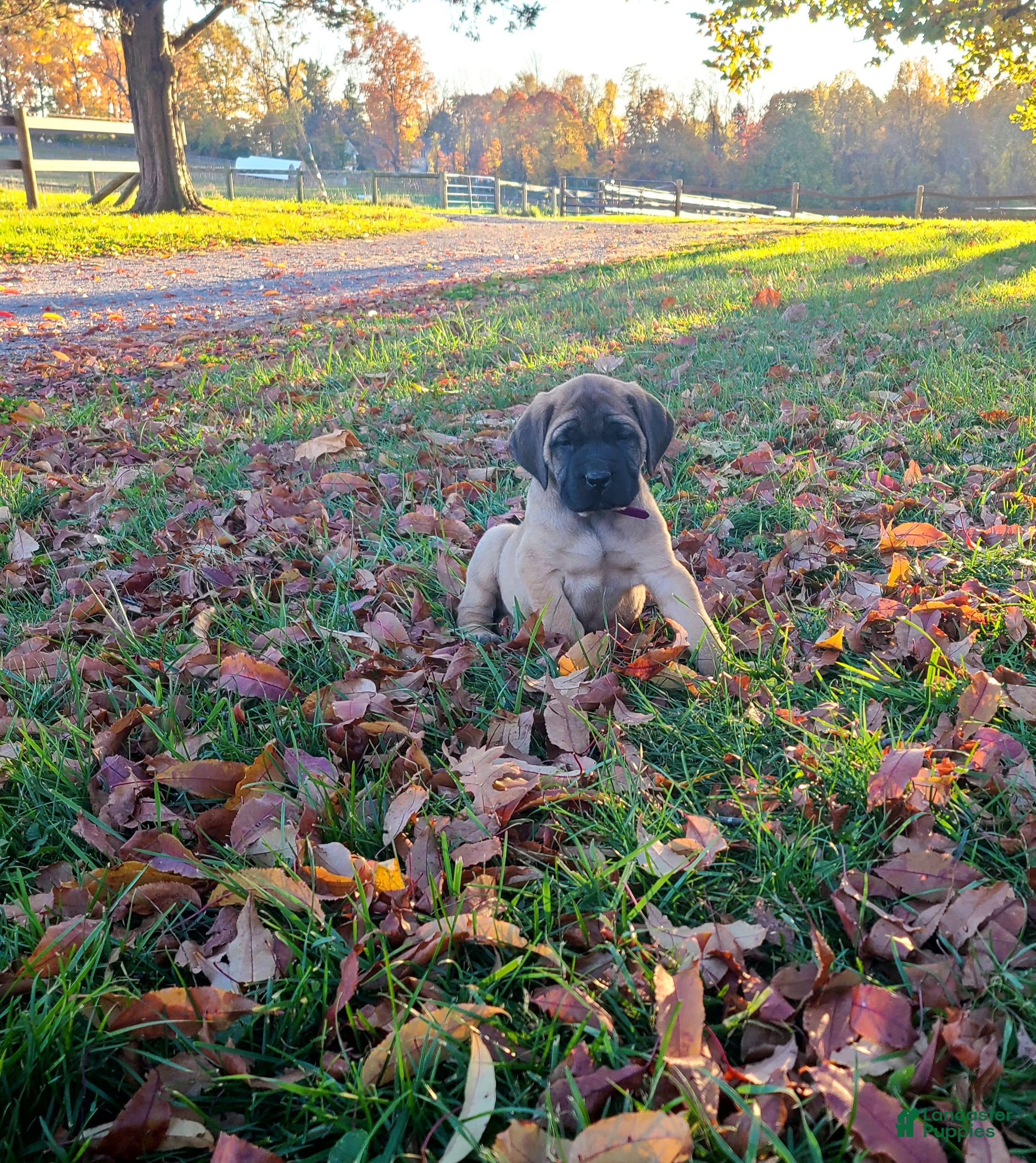 English Mastiff dogs for sale: Tina - Ad 1