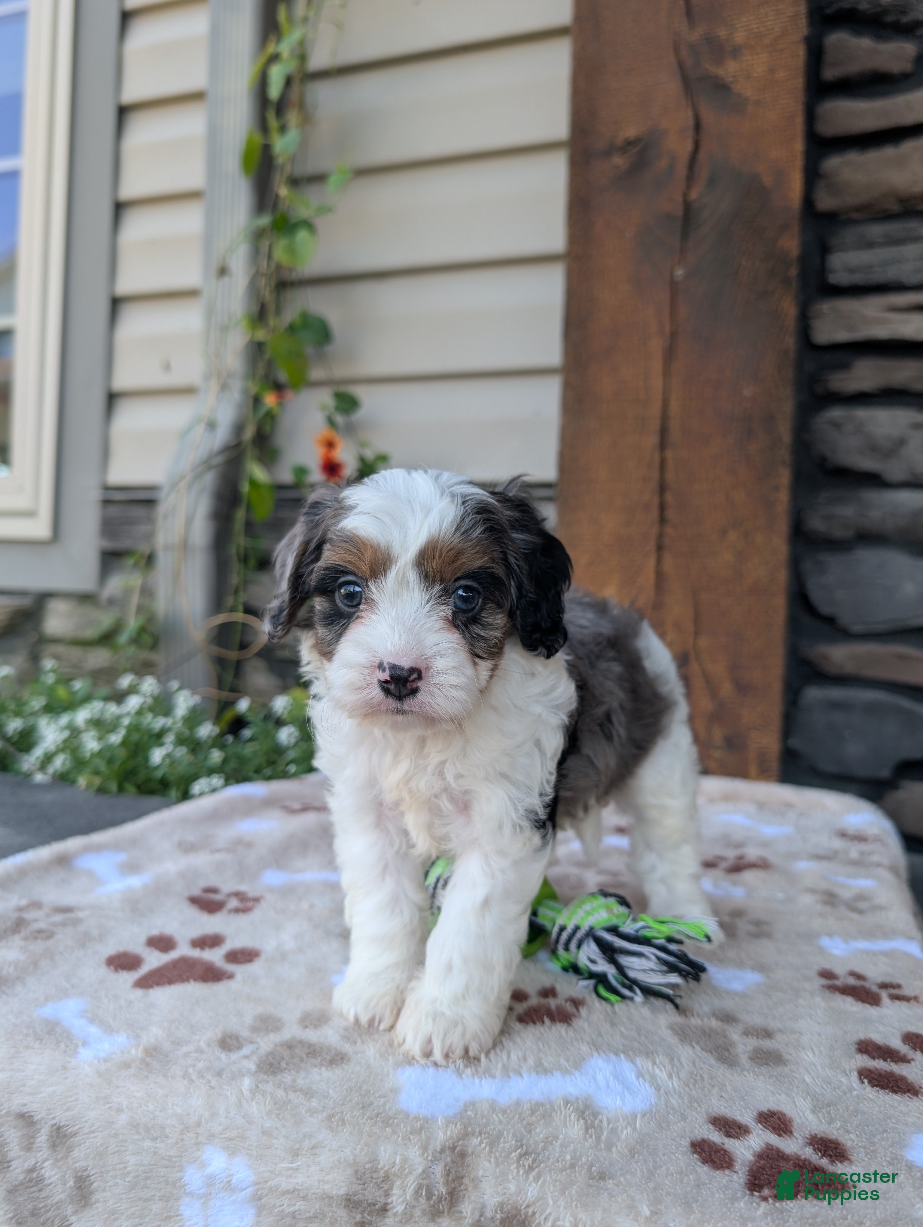Cavapoo dogs Brady  - Ad 1