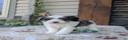 Cavapoo dogs for sale: Brady  - Ad 1