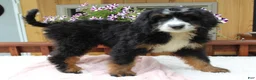 Bernedoodle dogs for sale: Annabelle  - Ad 8