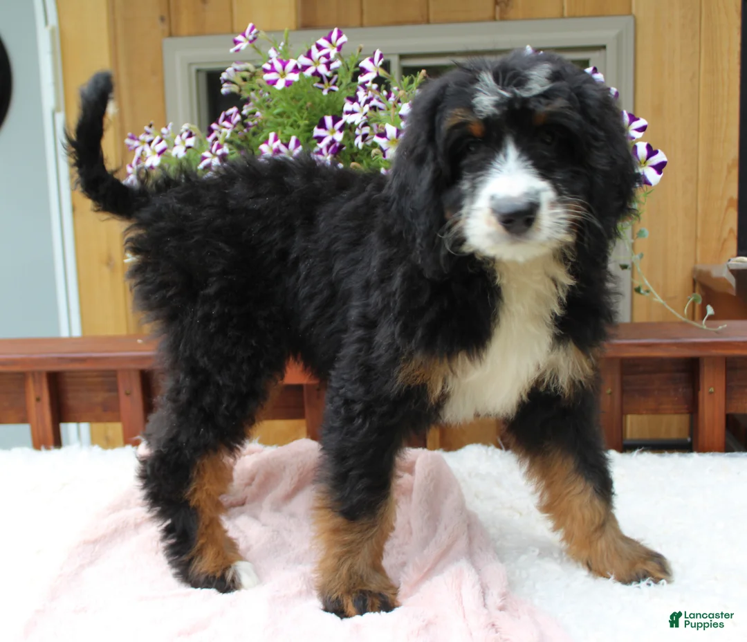 Bernedoodle dogs for sale: Annabelle  - Ad 8