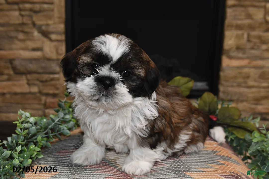 Shih Tzu dogs for sale: Rocky - Ad 3
