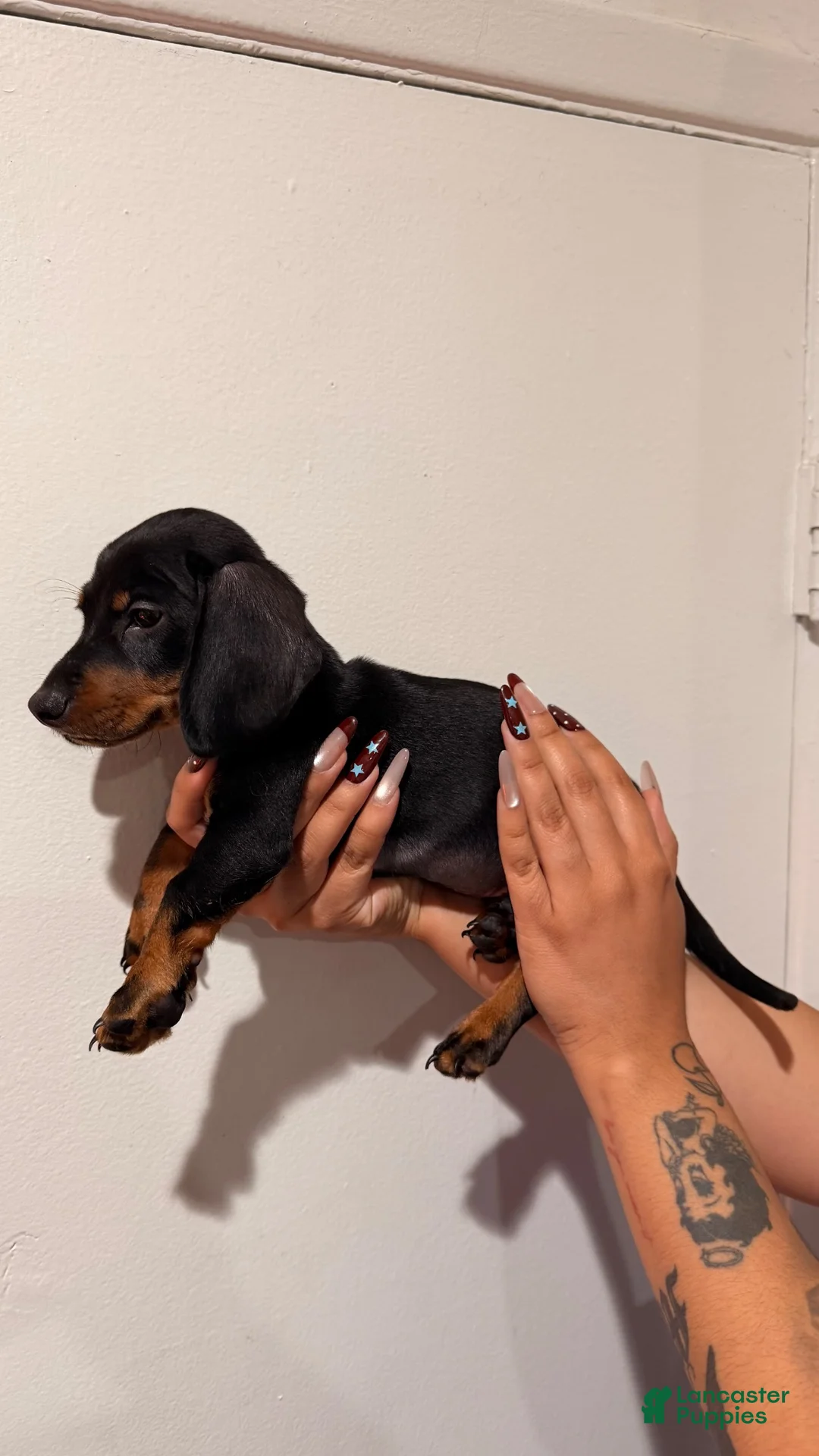 Dachshund dogs for sale: Bruce  - Ad 1