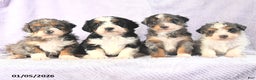 Mini Bernedoodle dogs for sale: Vincent - Ad 5