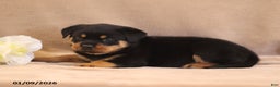 Rottweiler dogs for sale: Tirzah - Ad 2