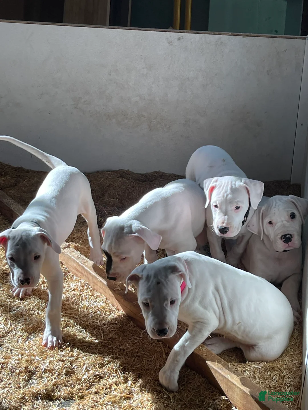 Gallery Image {{count}}