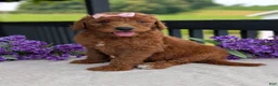 Goldendoodle dogs for sale: Miss Emmie - Ad 12