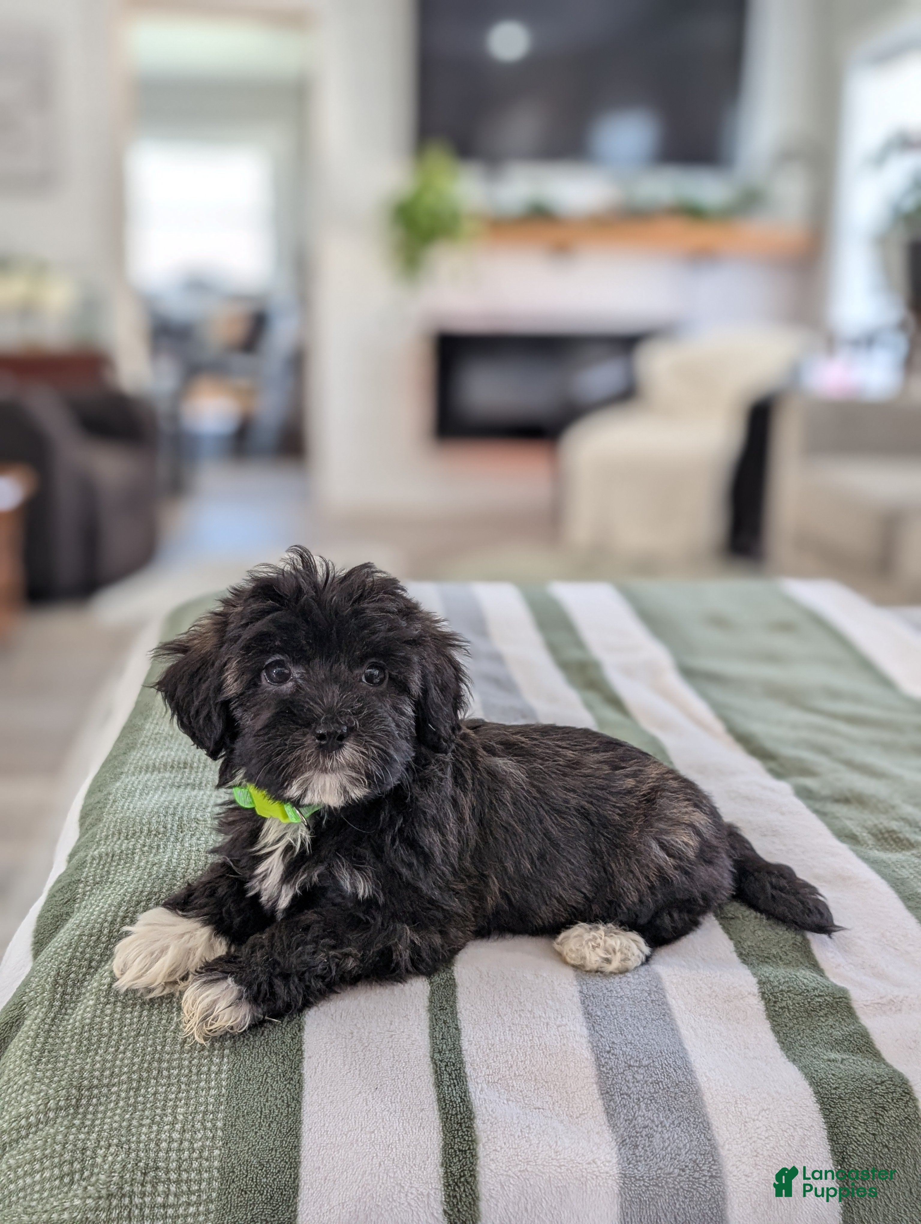 Havapoo dogs Clover - Ad 2