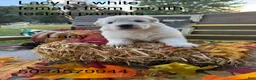 German Shepherd dogs for sale: Lacy  - Ad 3