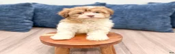 Havanese dogs for sale: Jewel - Ad 2