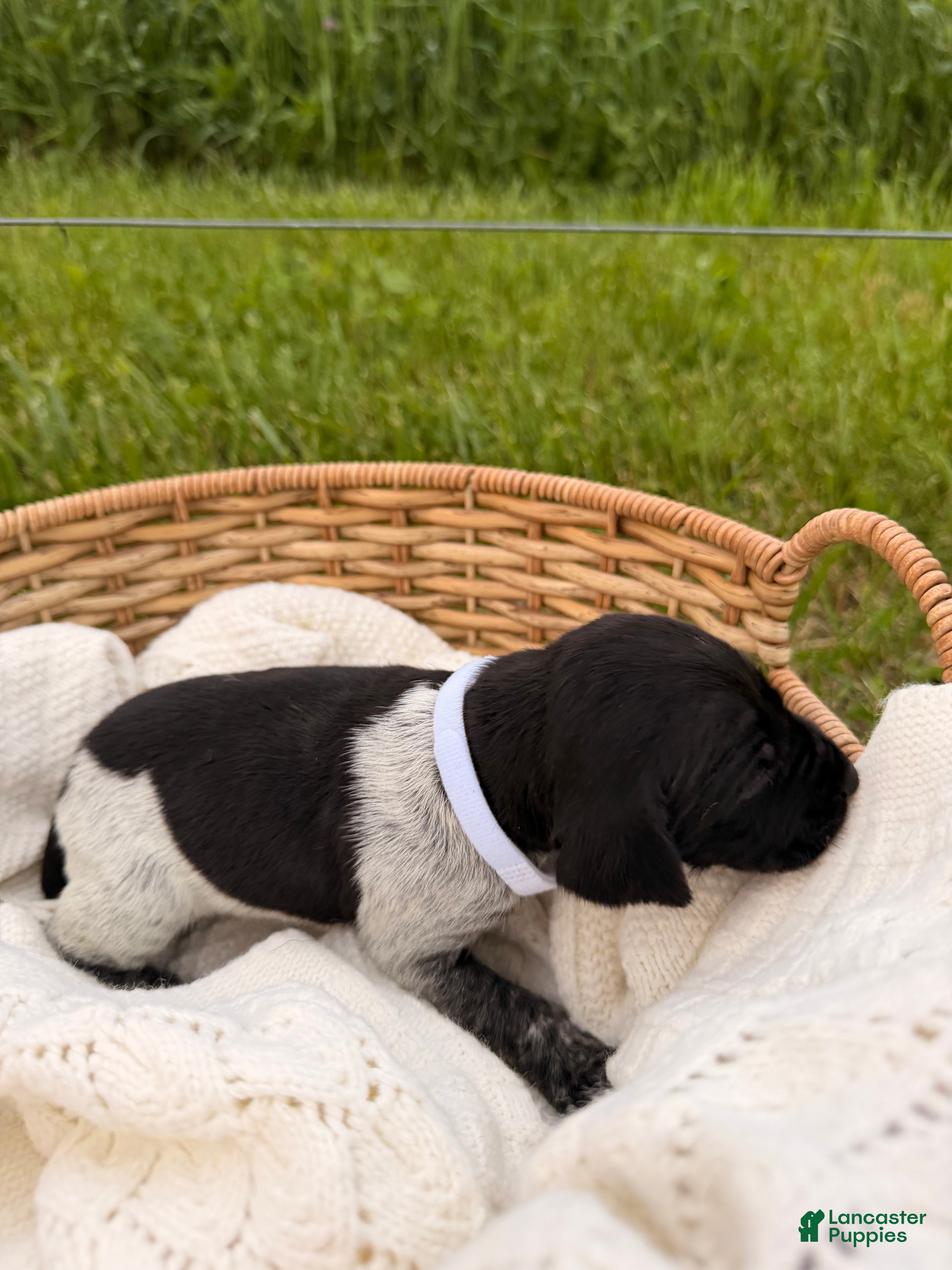 German Shorthaired Pointer dogs Aspen - Ad 1
