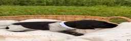 German Shorthaired Pointer dogs for sale: Aspen - Ad 1