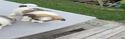 Pomchi dogs for sale: Paris - Ad 7