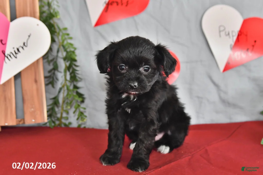 Mixed Breed dogs for sale: Bonsai - Ad 3