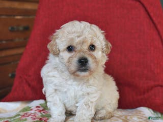 Mixed Breed dogs Peanut Butter - Ad 6