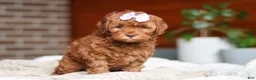 Cockapoo dogs for sale: Willow - Ad 10