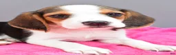 Beagle dogs for sale: Darcey - Ad 5