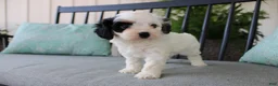 Cavapoo dogs for sale: Tulip - Ad 8